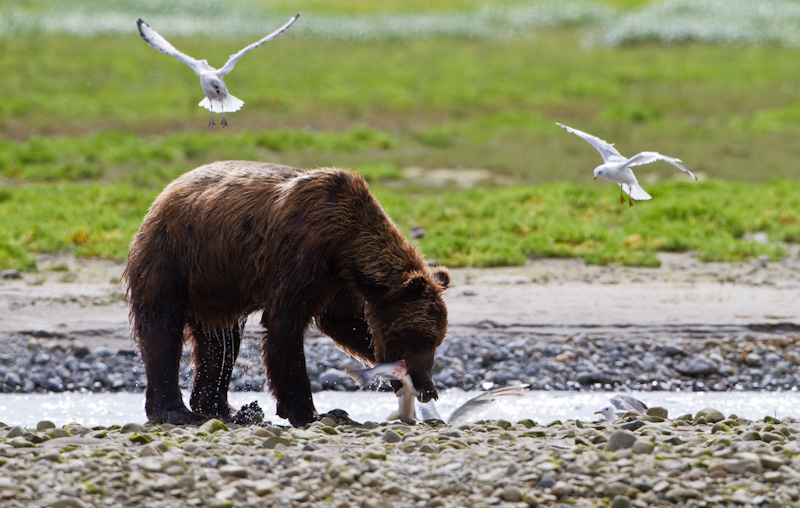 Grizzly Bear Eating Salmon